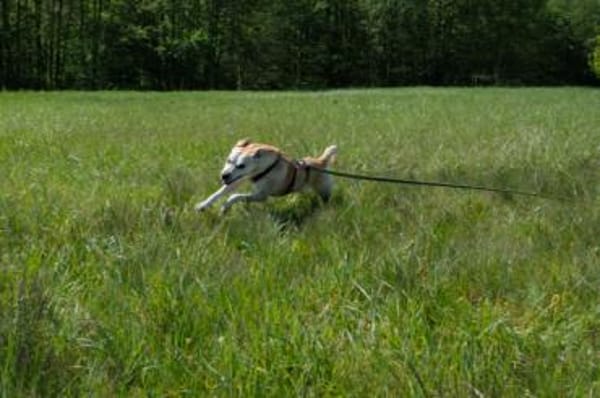 Simba - Sportskanone mit Jagdtrieb
