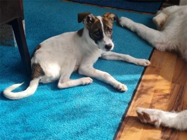 Charly - wartet in 63225 Langen (Hessen)