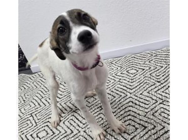 Charly - wartet in 63225 Langen (Hessen)