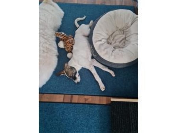 Charly - wartet in 63225 Langen (Hessen)