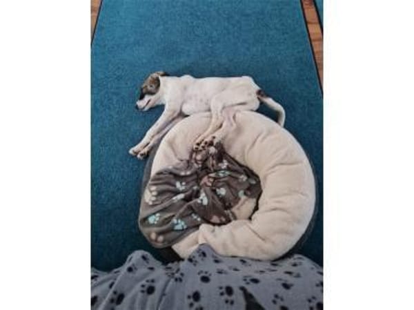 Charly - wartet in 63225 Langen (Hessen)