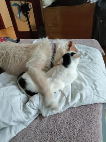 Bogyo 5-jähriger Mischling mit Katzenlie