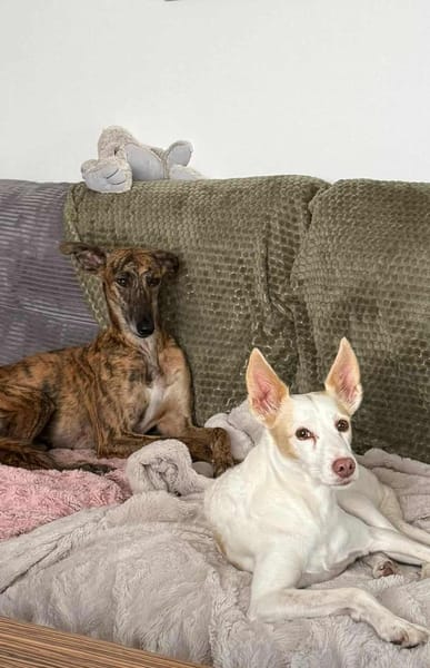 Sebastiana sucht ihre Kuschelmenschen
