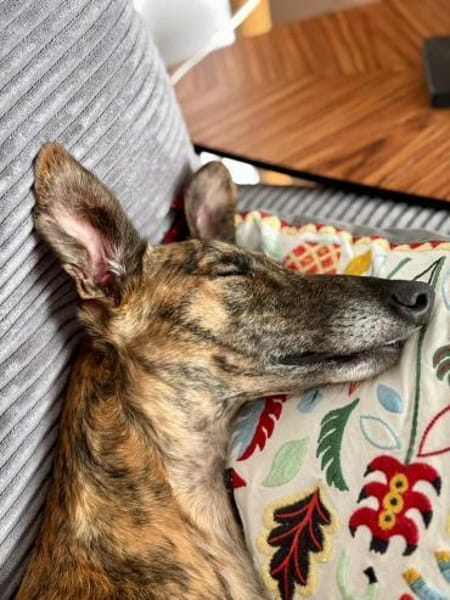 Sebastiana sucht ihre Kuschelmenschen