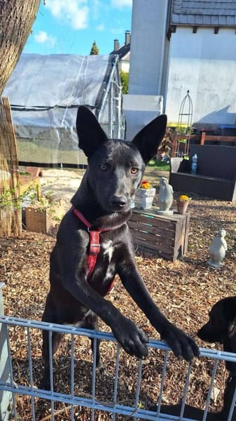 Süße MAVIS sucht seine Familie