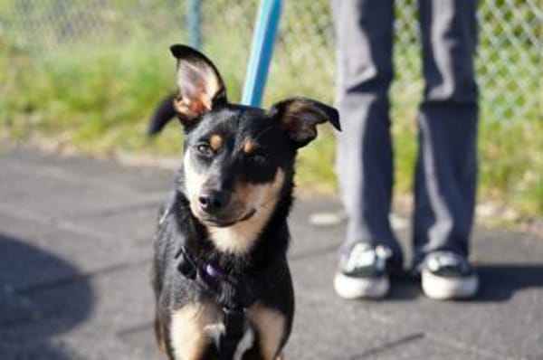 Ginebra - Zuhause gesucht