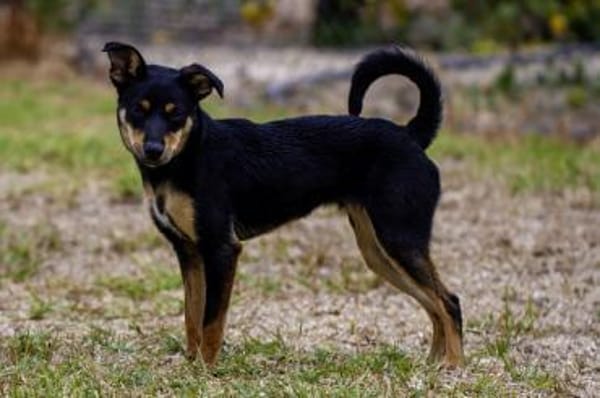 Ginebra - Zuhause gesucht