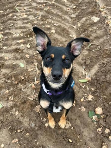 Ginebra - Zuhause gesucht