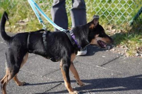 Ginebra - Zuhause gesucht