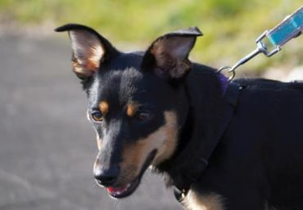 Ginebra - Zuhause gesucht