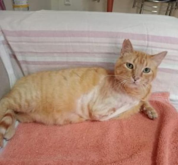 Felicia (FIV) Dreibeinchen sucht Zuhause