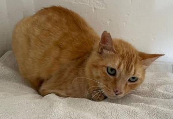 Felicia (FIV) Dreibeinchen sucht Zuhause