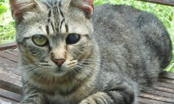 Lexter (FIV+) sucht über 4 Jahre