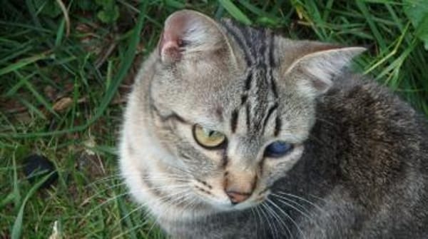 Lexter (FIV+) sucht über 4 Jahre