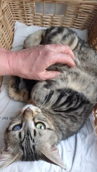 Lexter (FIV+) sucht über 4 Jahre