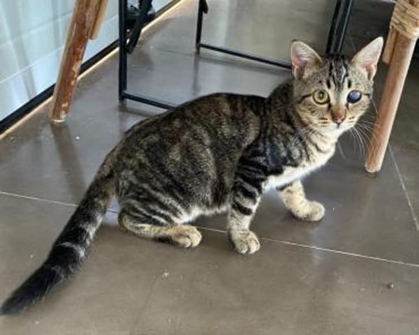 Lexter (FIV+) sucht über 4 Jahre