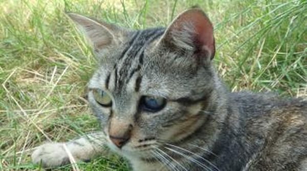 Lexter (FIV+) sucht über 4 Jahre