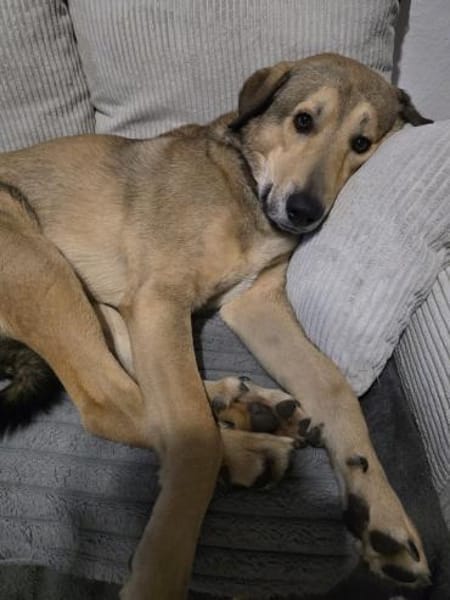 COOKIE SUCHT ERFAHRENE MENSCHEN