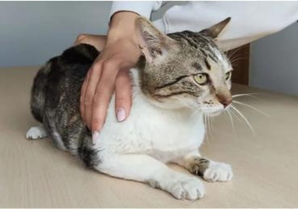 Piaget - ein sehr süßer Kuschelkater