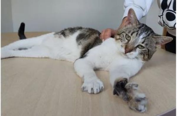 Piaget - ein sehr süßer Kuschelkater