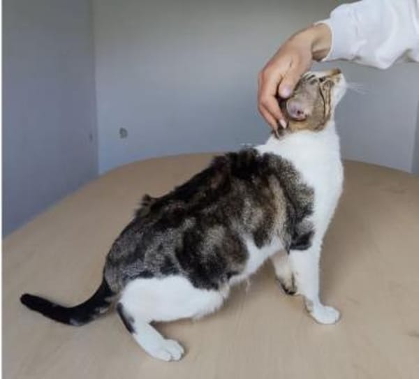 Piaget - ein sehr süßer Kuschelkater