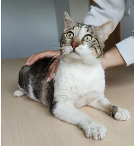 Piaget - ein sehr süßer Kuschelkater