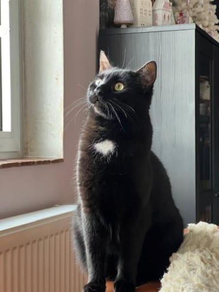 Marty - verspielt, neugierig, sozial
