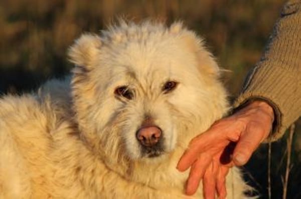 Sandy - hübsche Wuschelhündin