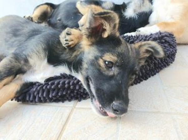 Sparky wünscht sich eine Familie