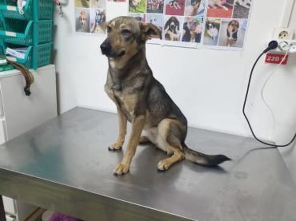 🐾❤ BONNY, Schmusemonster, 40/45cm