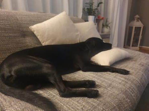 Linus: energievoller Charmeur in D