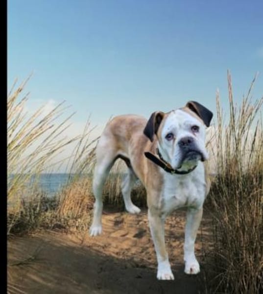 Mino sucht eine Heimat.Gnadenadoption