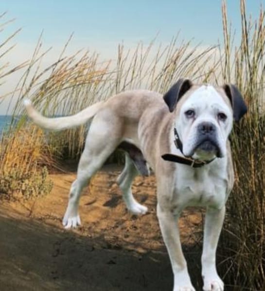 Mino sucht eine Heimat.Gnadenadoption