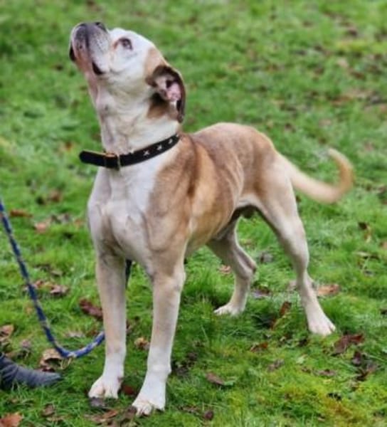 Mino sucht eine Heimat.Gnadenadoption