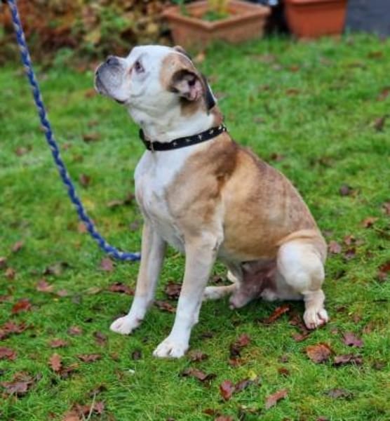 Mino sucht eine Heimat.Gnadenadoption
