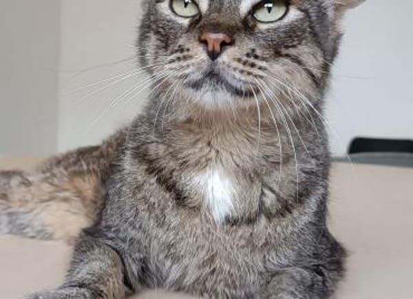 Tulo - Pechvogel sucht dringend Zuhause
