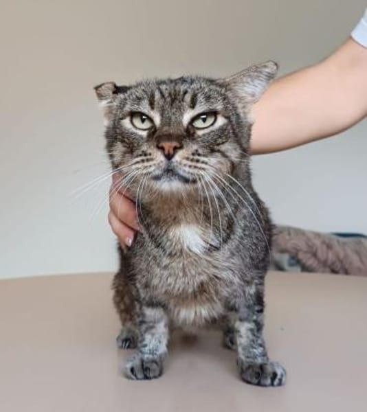 Tulo - Pechvogel sucht dringend Zuhause