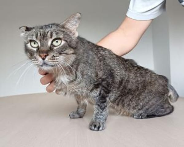 Tulo - Pechvogel sucht dringend Zuhause