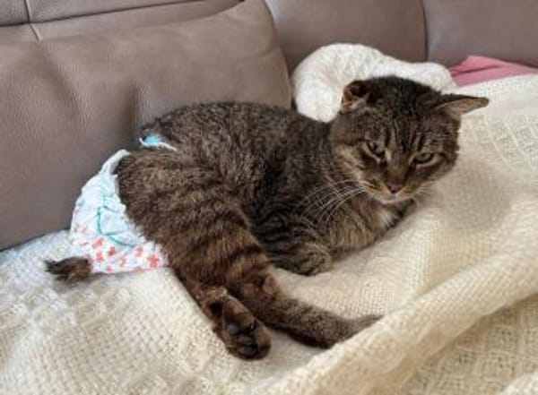 Tulo - Pechvogel sucht dringend Zuhause