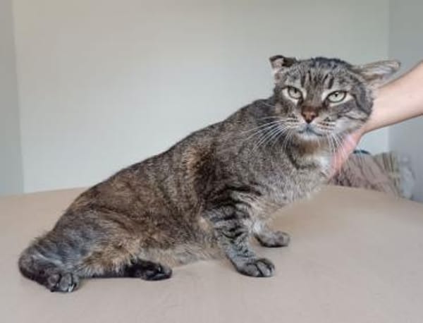 Tulo - Pechvogel sucht dringend Zuhause