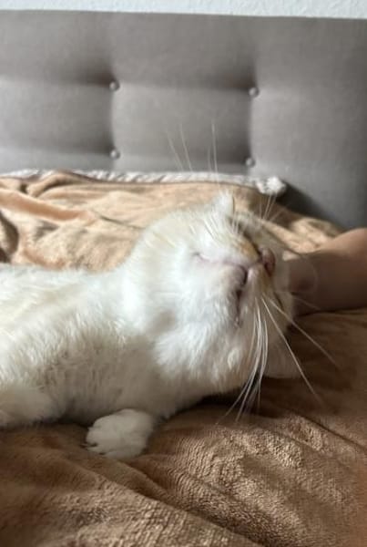 Vincent wunderschöner Thai Kater