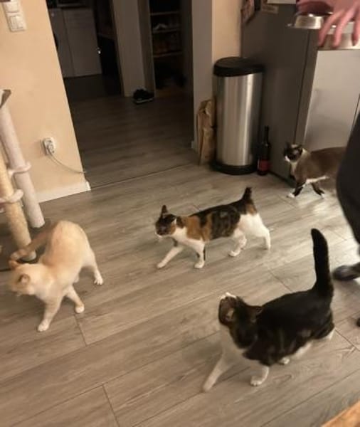 Vincent wunderschöner Thai Kater