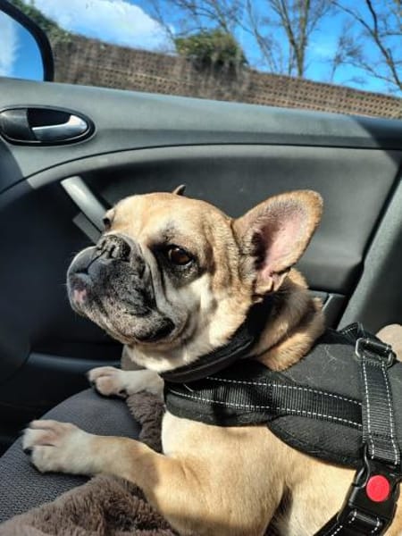 Rosie will endlich ankommen