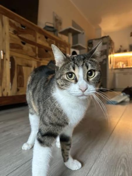 Lotta - hat Schlimmes durchgemacht