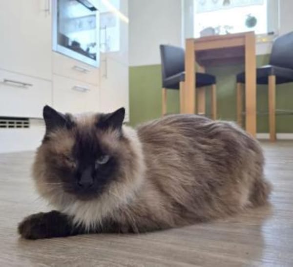 Shani - Scheidungsopfer sucht Zuhause!