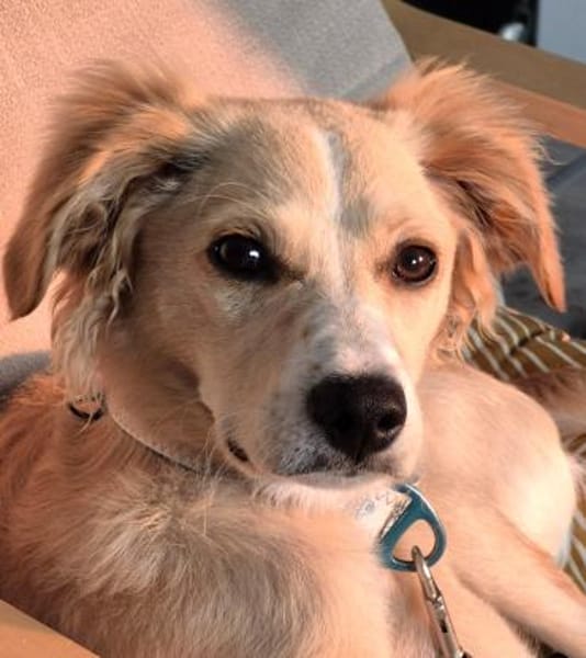 Zara❤ sucht ihr Zuhause
