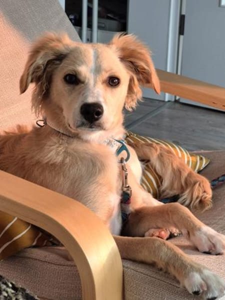 Zara❤ sucht ihr Zuhause