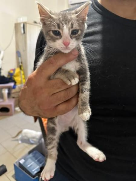Finlo aus dem Tierschutz
