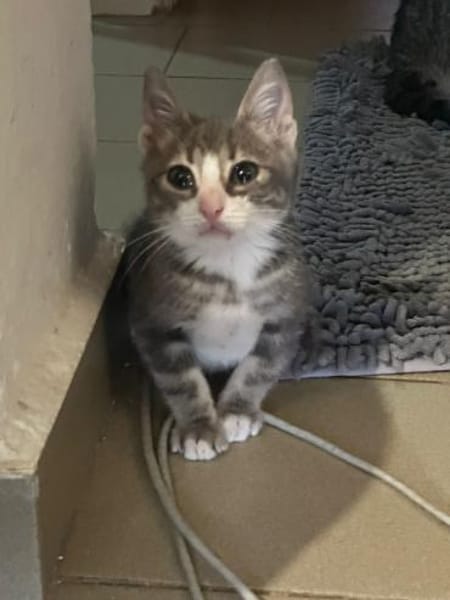 Finlo aus dem Tierschutz