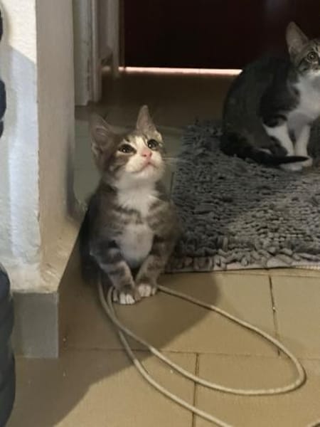Finlo aus dem Tierschutz
